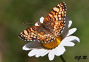 Phyciodes mylitta